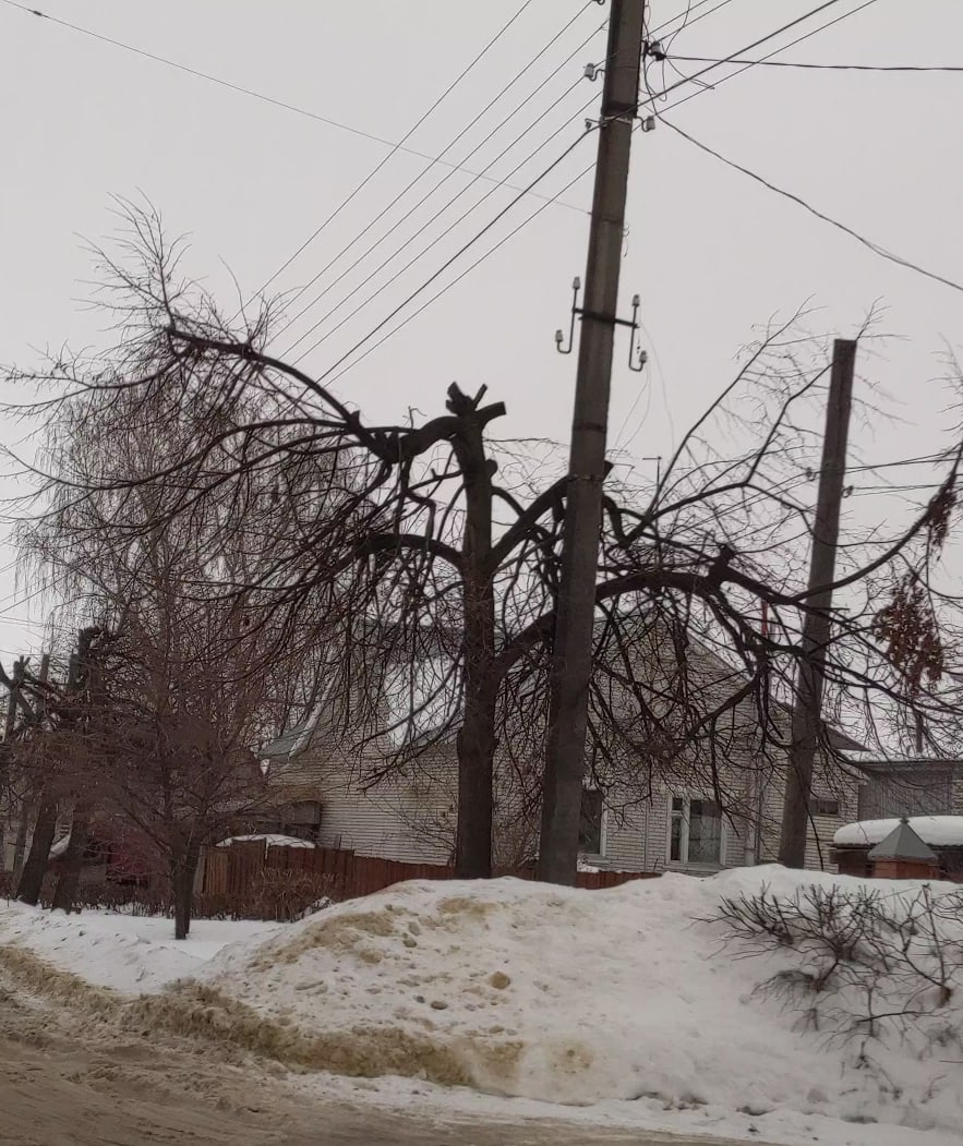 В Кузнецке займутся поисками тех, кто изуродовал деревья
