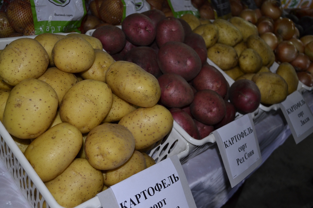 В Пензе для картофелеводов разработают госпрограмму поддержки