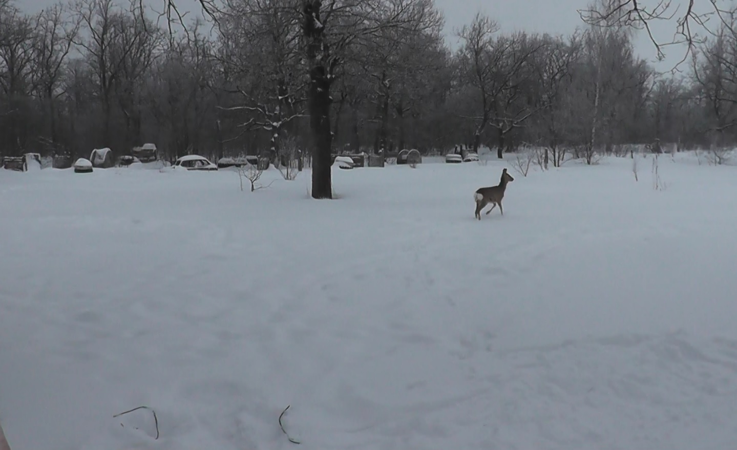 В Сердобске косуля забрела в местный ФОК