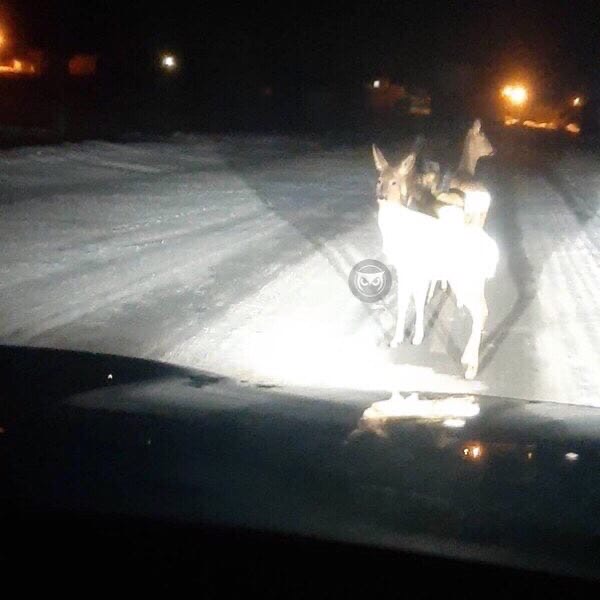 В Пензенской области на дороге водитель наткнулся на диких животных