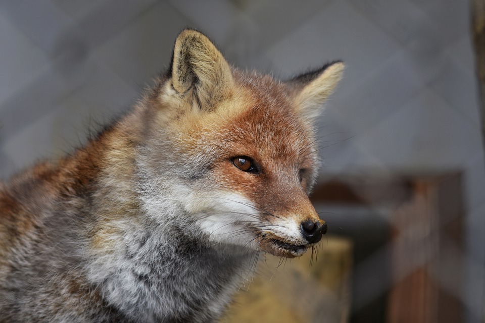 В Пензенской области на карантин по бешенству закрыли целое село