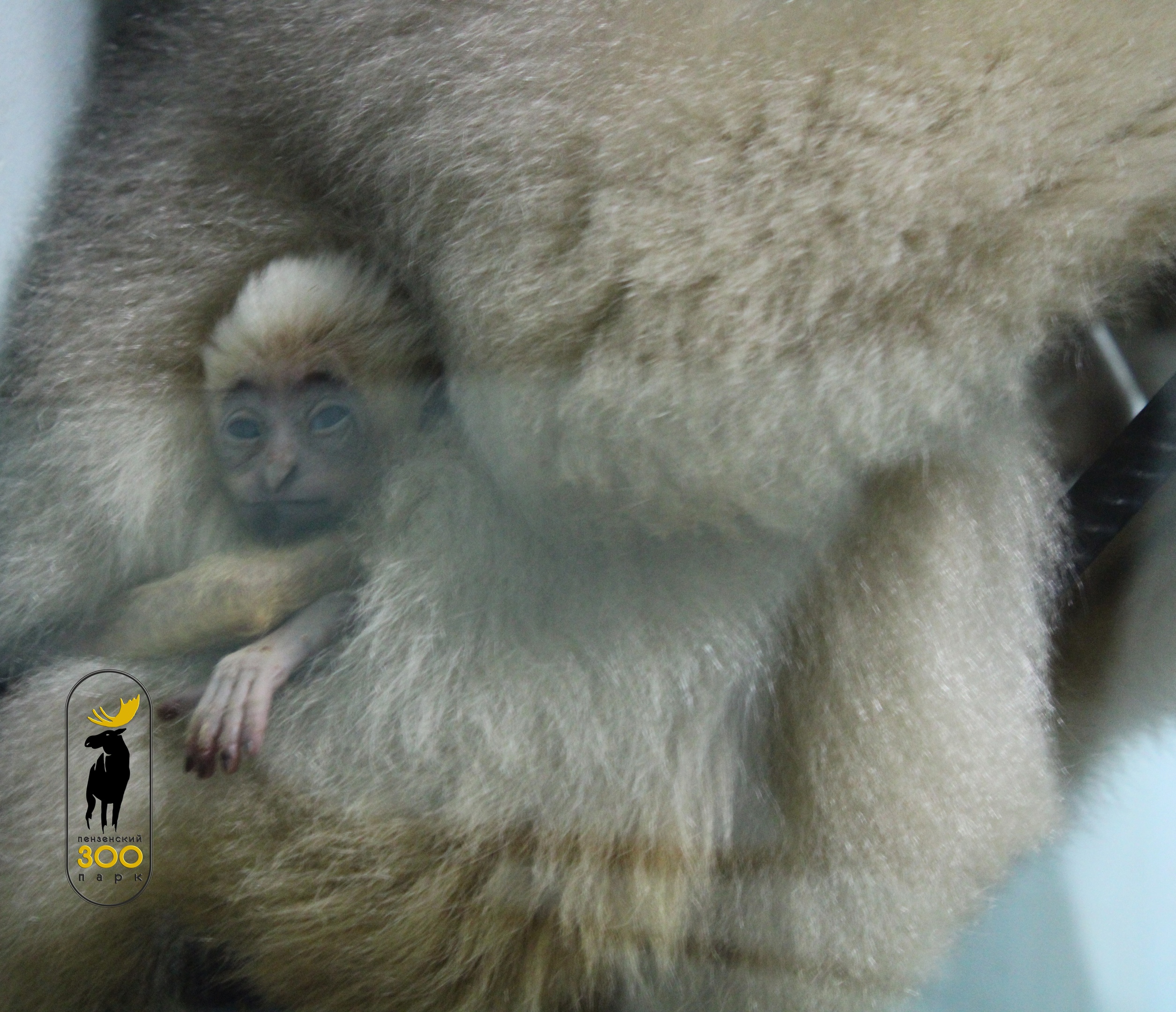 В Пензенском зоопарке пополнение: гиббон Беннита в третий раз стала мамой