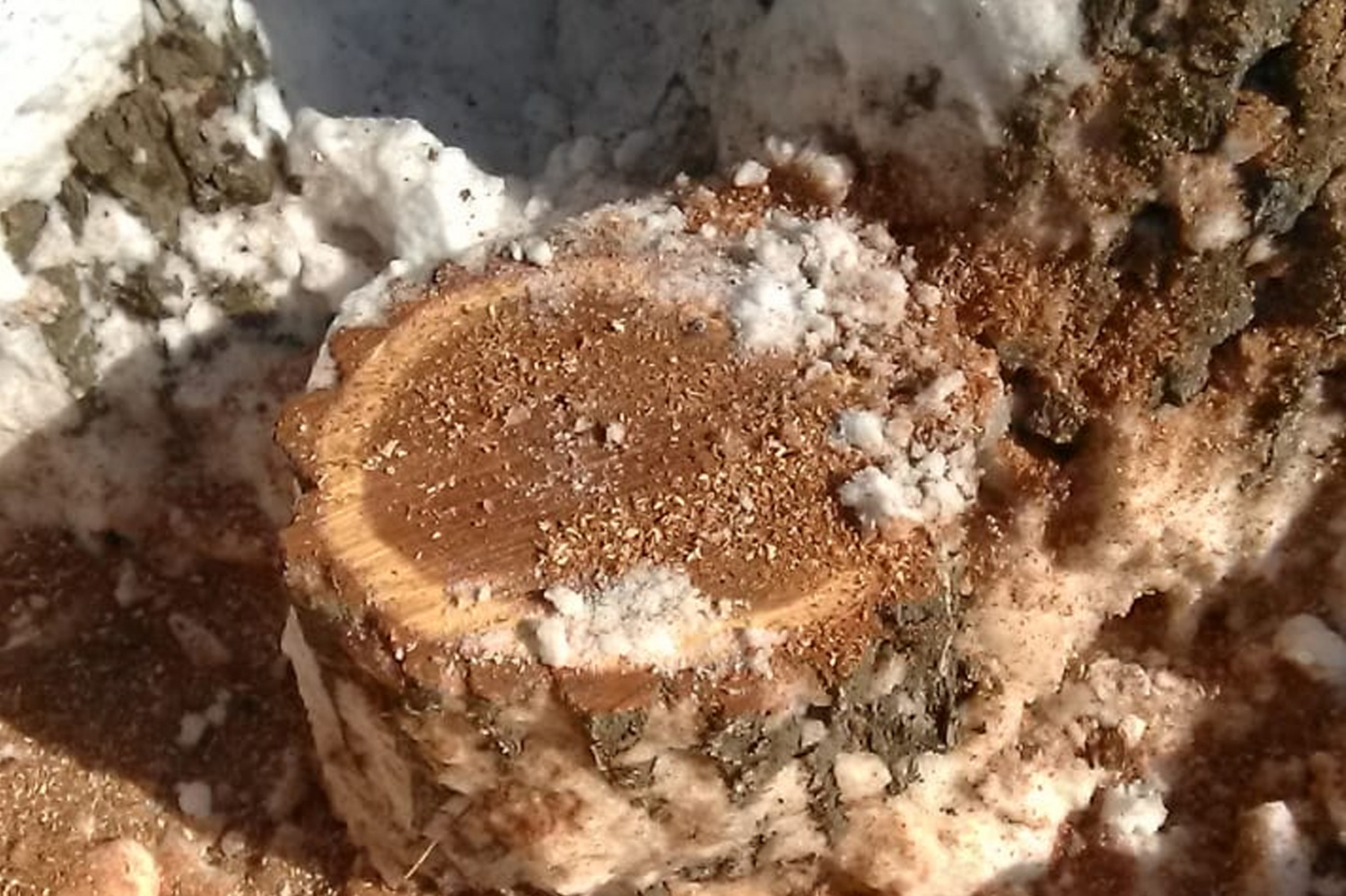 Привыкли руки к топорам: очередное ЧП в Кузнецком лесничестве