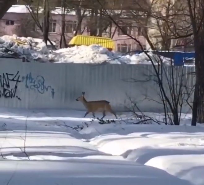 В Заречном косуля вышла к людям и поиграла с собакой