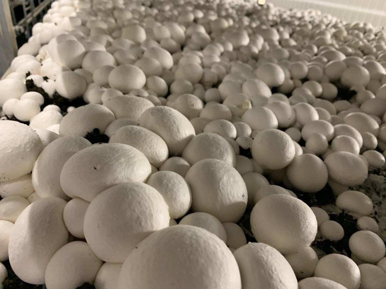 В Сердобске грибной комплекс обеспечил работой почти 400 человек