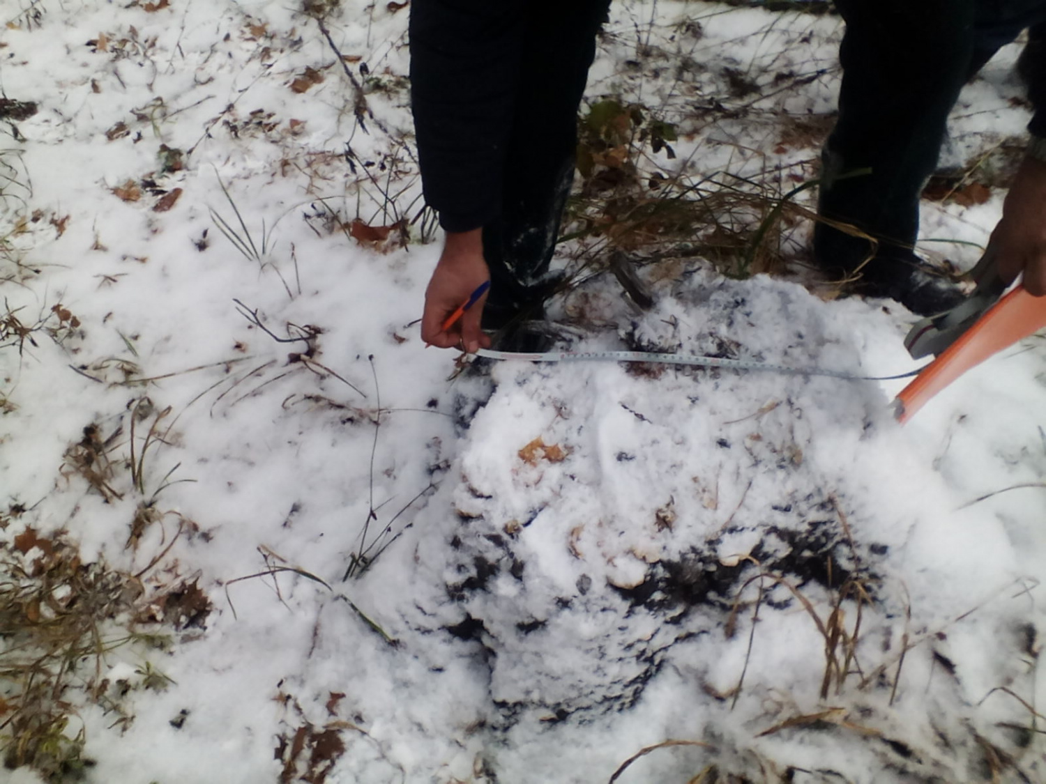 Вырубившим лес под Кузнецком грозит миллионный штраф