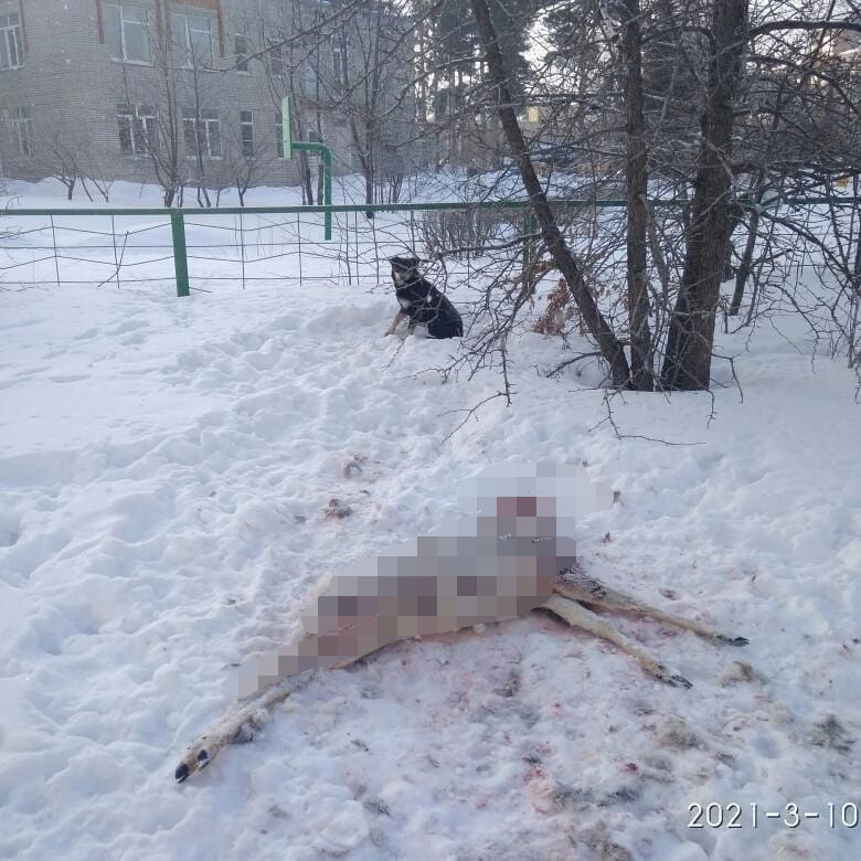 В Заречном у жилого дома нашли растерзанную косулю