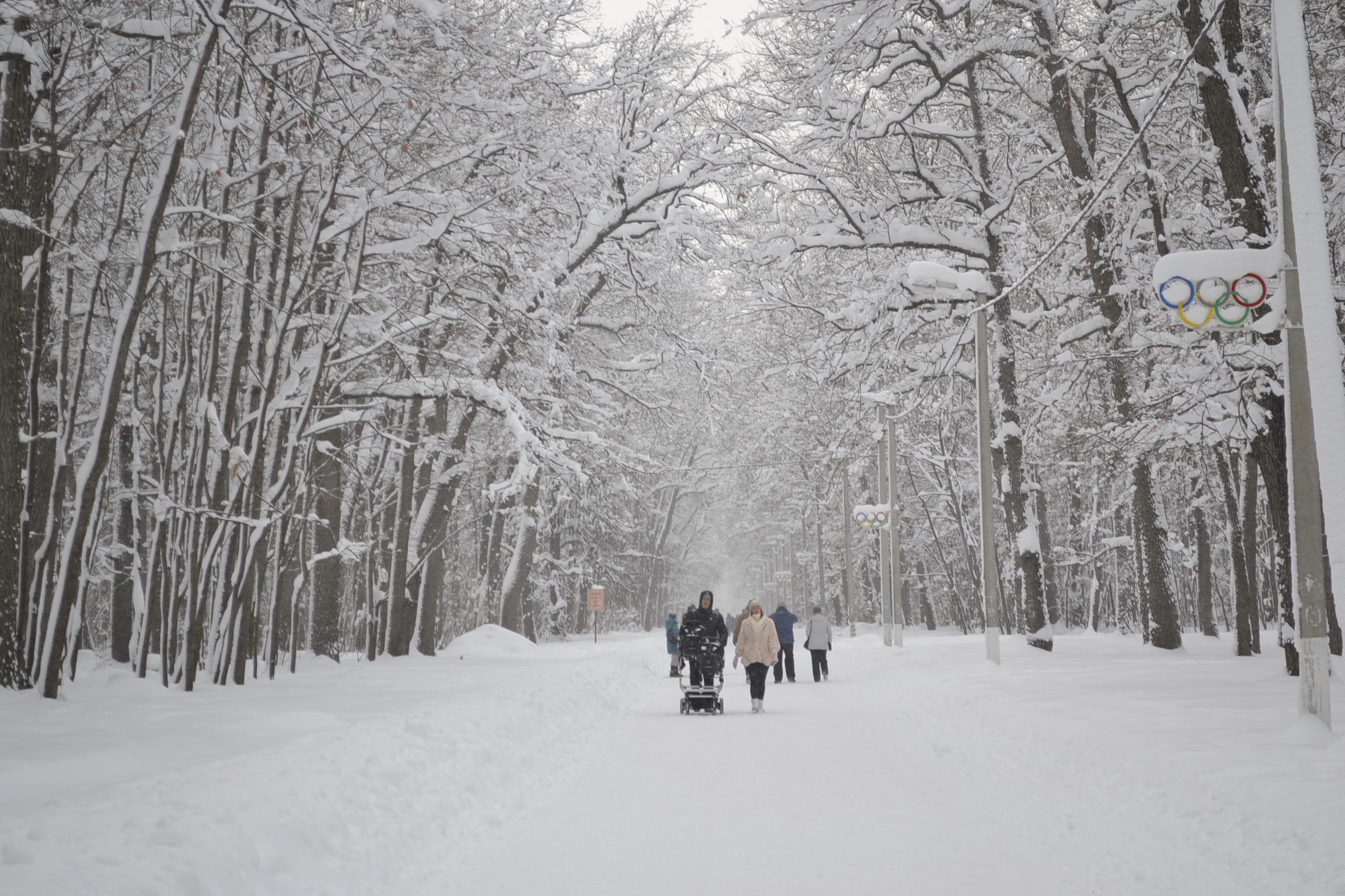 В пензенской Думе разгорелась дискуссия по поводу вырубки подлеска Олимпийской аллеи