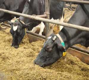 Пензенская область является лидером по производству молока в России