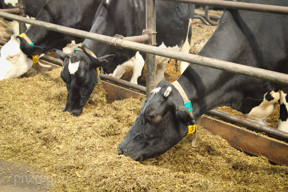 Пензенская область является лидером по производству молока в России