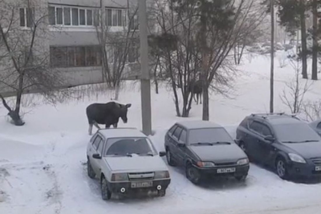 Лось на утренней прогулке в Пензенской области заинтересовался «дворниками»