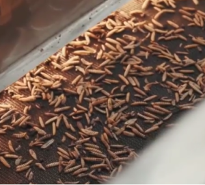 Пензенский губернатор рассказал о предприятии, зарабатывающем на насекомых