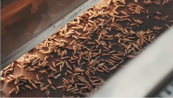 Пензенский губернатор рассказал о предприятии, зарабатывающем на насекомых