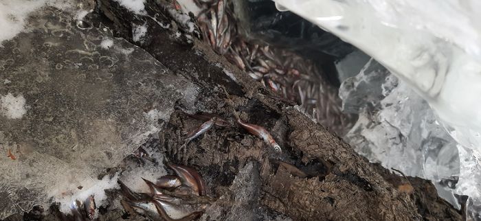 Массовая гибель рыбы зафиксирована в Пензенской области