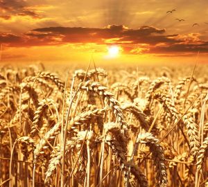 Стало известно о размерах господдержки мукомолов в 2021 году