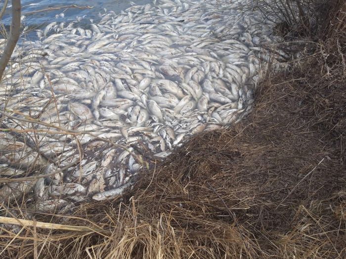 Пензенцам объяснят, почему погибла рыба на пруду у 6 горбольницы