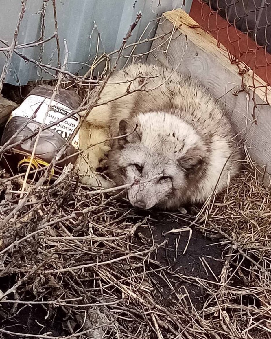 В Пензенской области найден домашний песец