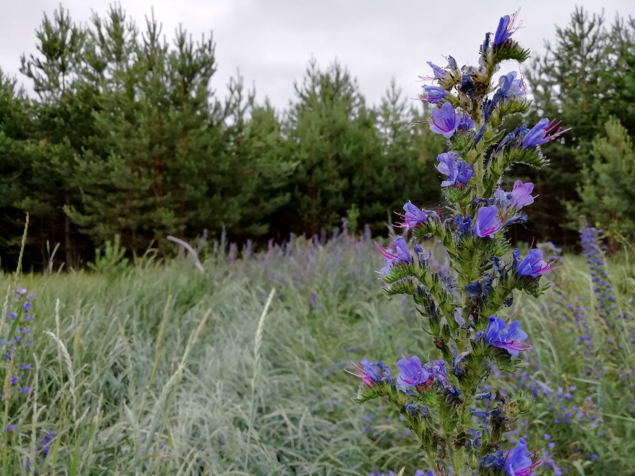 В Пензенской области районные  лесничества получат технику для тушения пожаров