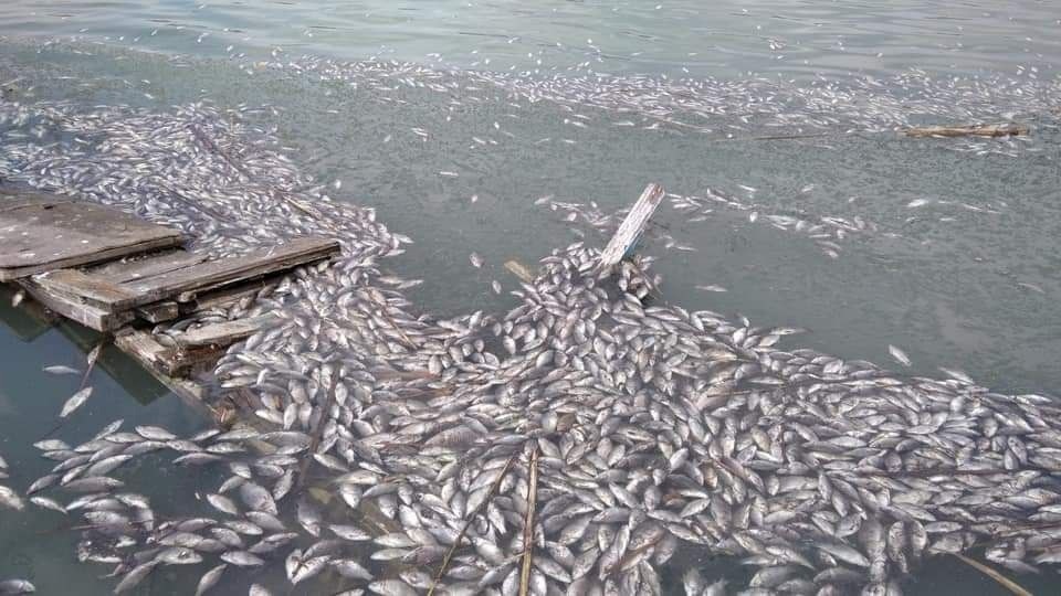 Житель Арбеково рассказал о "неадекватной" рыбе на пруду 6 горбольницы