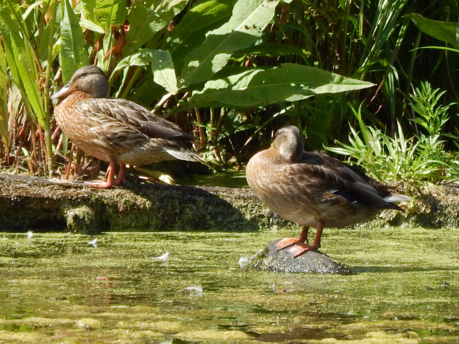В Пензенской области открыт сезон весенней охоты