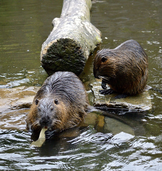 В Пензенской области неизвестные устроили охоту на бобра