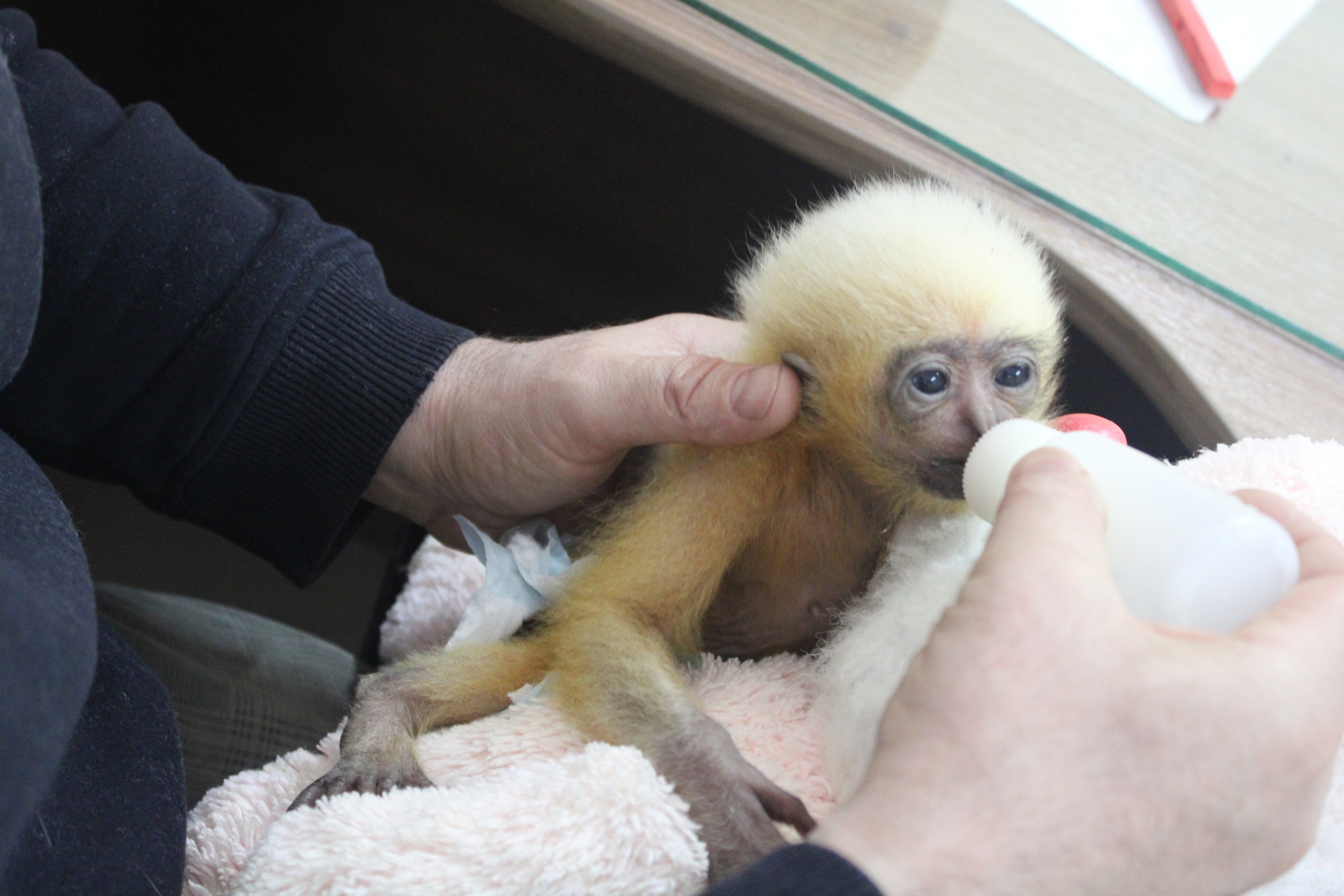В пензенском зоопарке малыша гиббона перевели на искусственное вскармливание