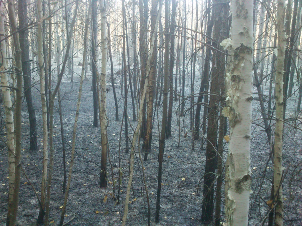 В Пензенской области за сутки трижды загорелся лес