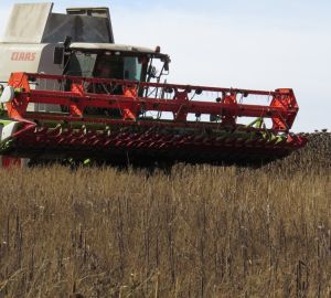 Роман Калентьев рассказал, какие проблемы могу возникнуть в ходе уборочной