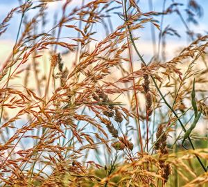 Мельниченко инициировал проверки в отношении собственников пустующих земель