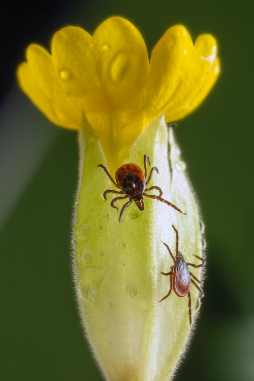 В Пензенской области клещи стали чаще нападать на людей