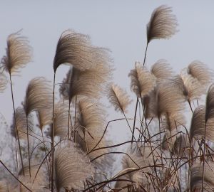 В Пензенской области через суд изымают неиспользуемые земли у их собственников