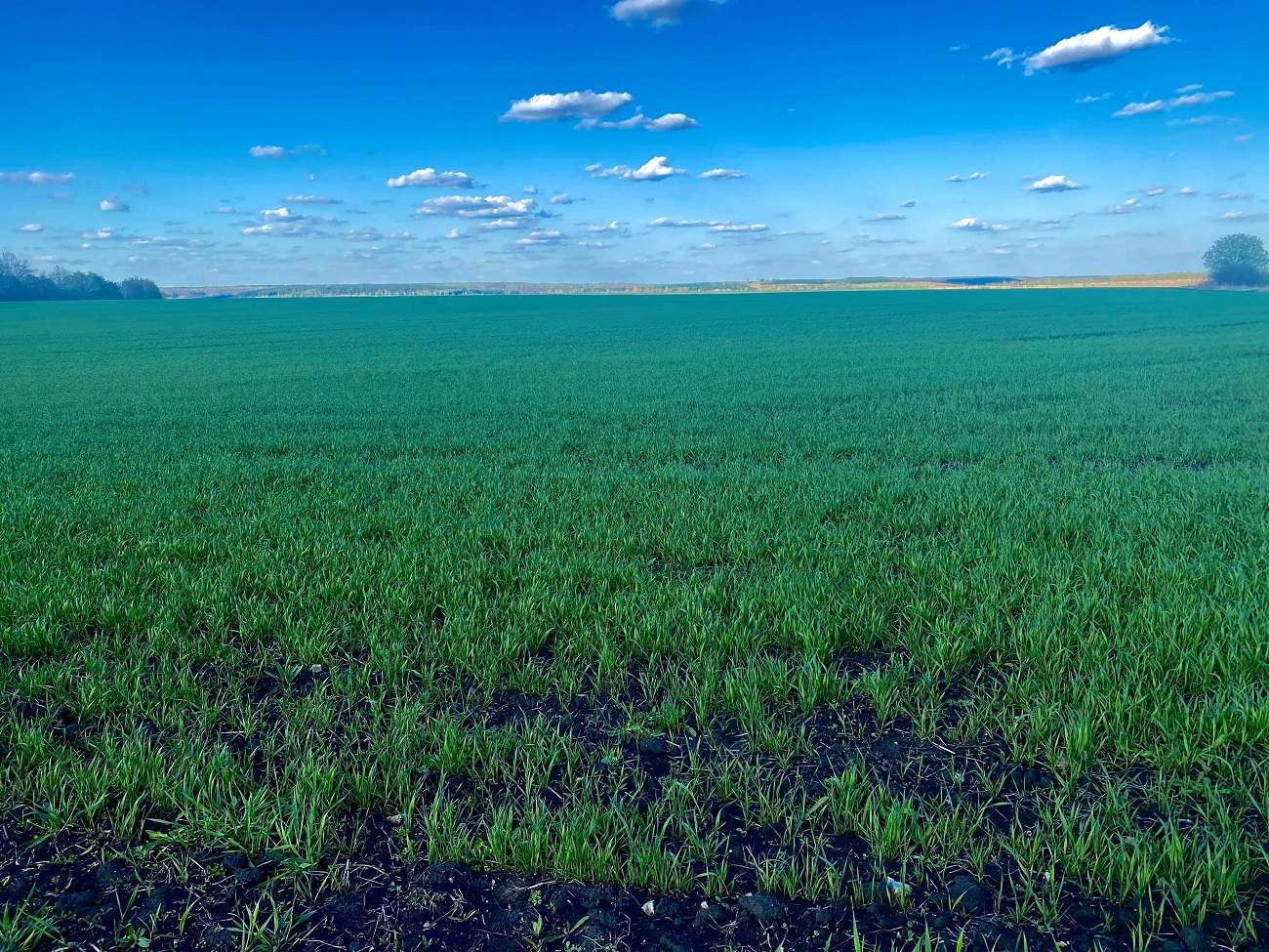 Акцент на производство овощей: в агрофирме раздолье рассказали о ходе посевной