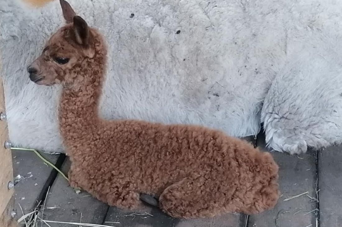 У альпак из пензенского зоопарка родился малыш