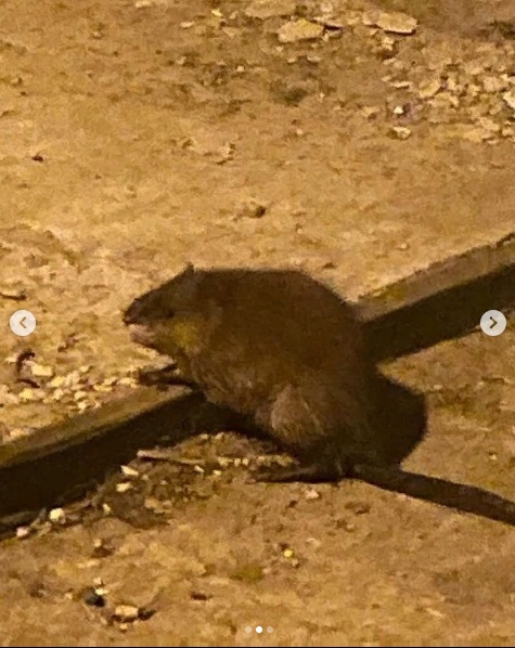 «Последствия ковида»: пензенцев ужаснула огромная крыса