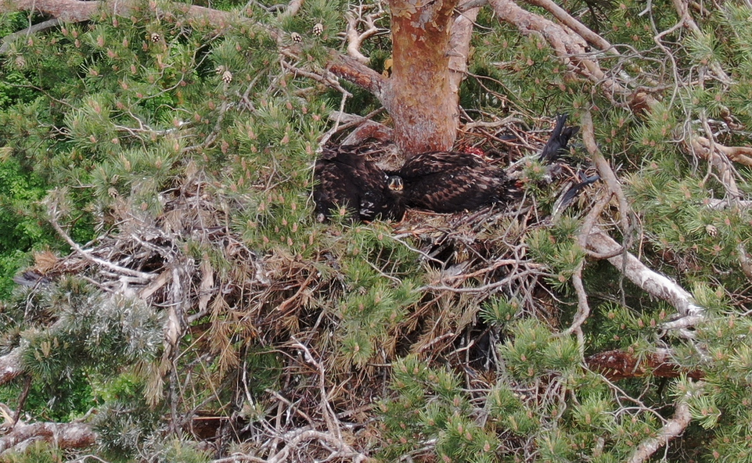 В Пензенской области найдены птенцы стоимостью в 200 000 рублей
