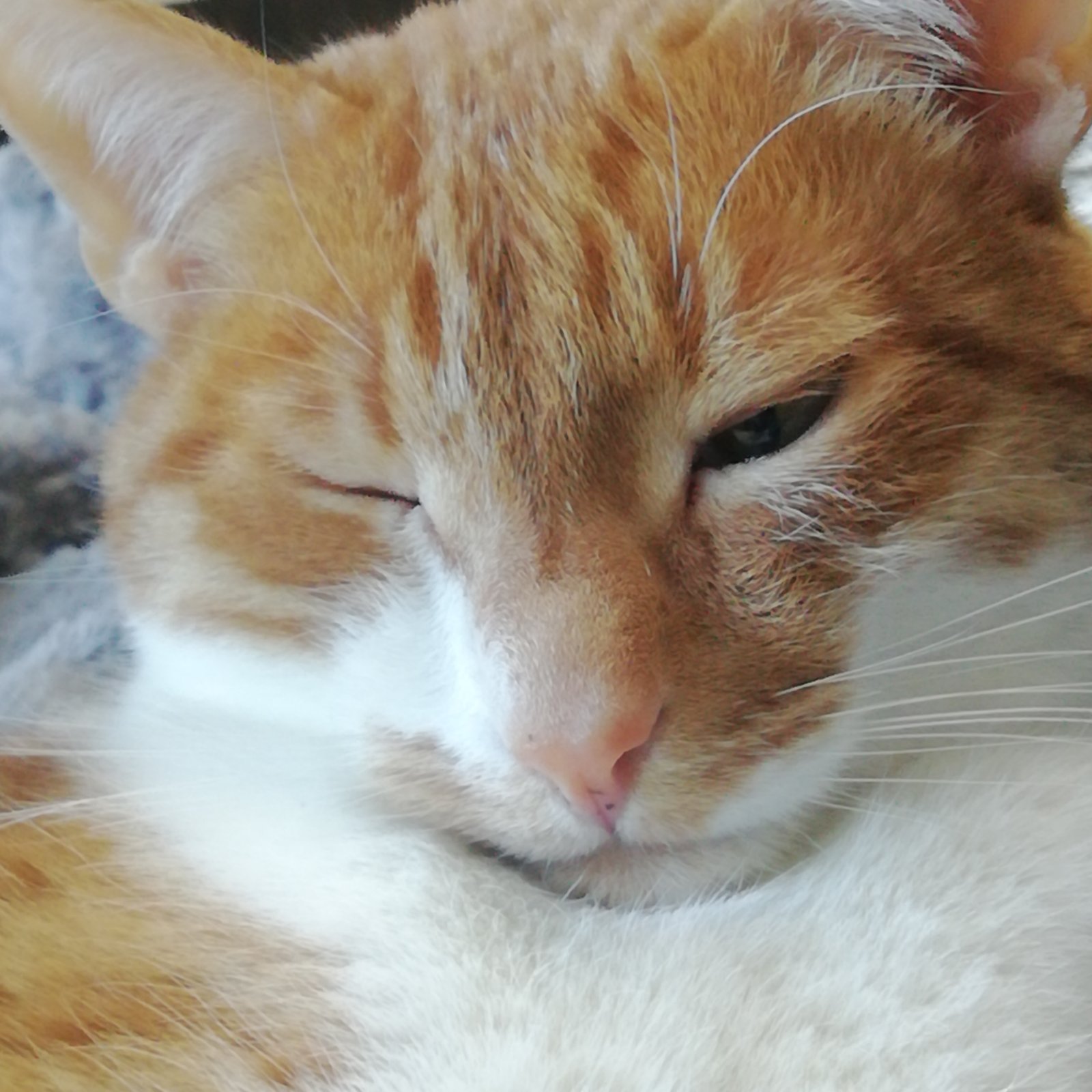 Олег Мельниченко рассказал лопатинцам о домашних котиках