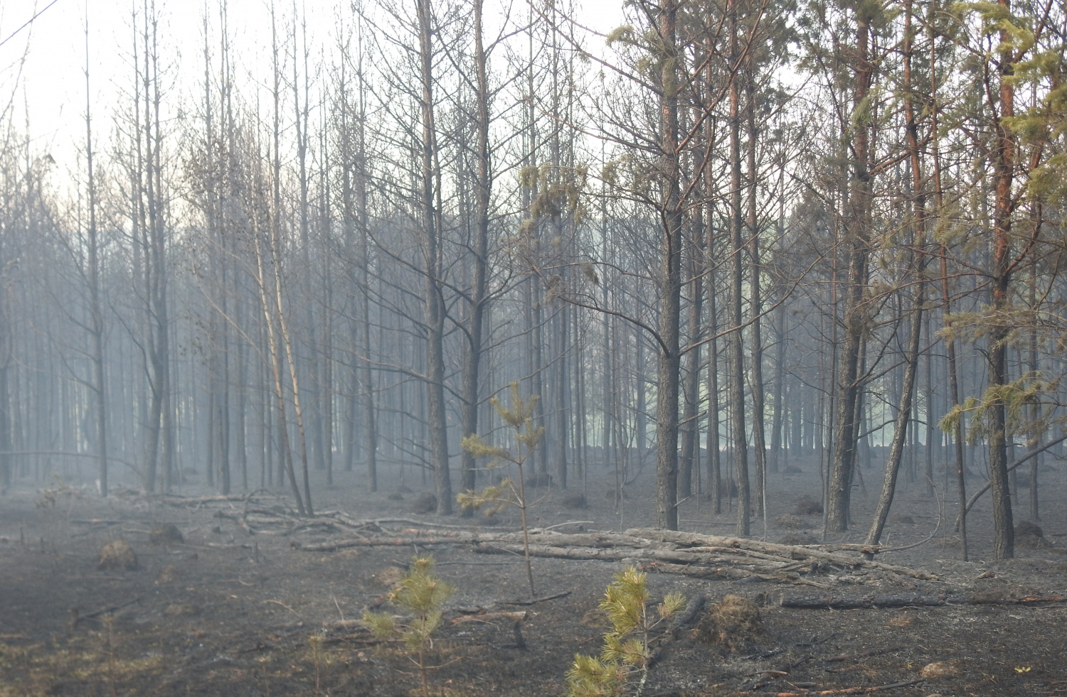 В Пензенской области продолжают гореть леса