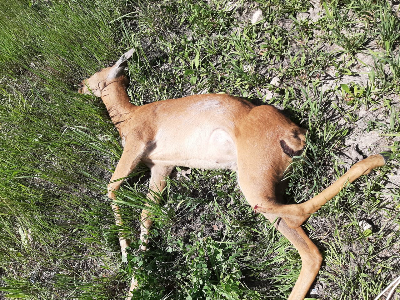 В Кузнецком районе на М-5 погибла косуля