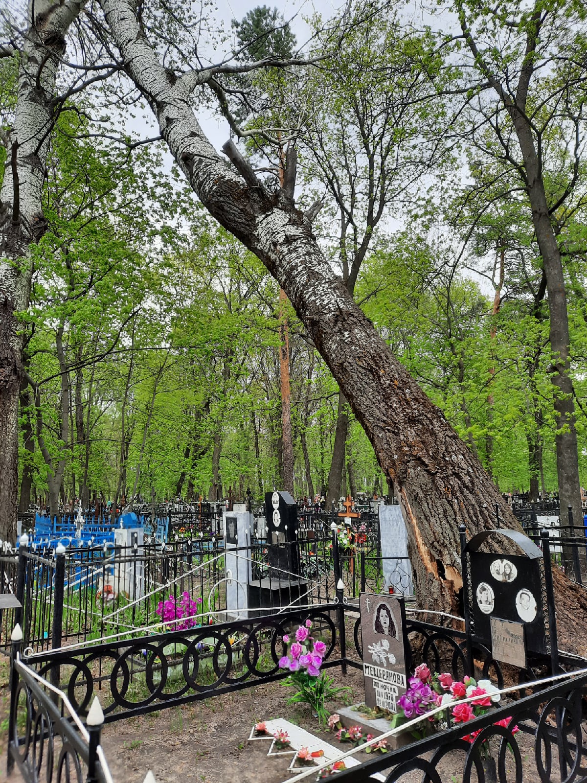 Панюхин о кладбище в Пензенском районе: «Пол России ездит по дороге и смотрит на это безобразие»