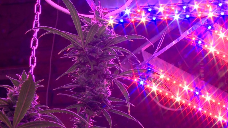 В Пензе задержали мужчину, который выращивал коноплю и продавал марихуану