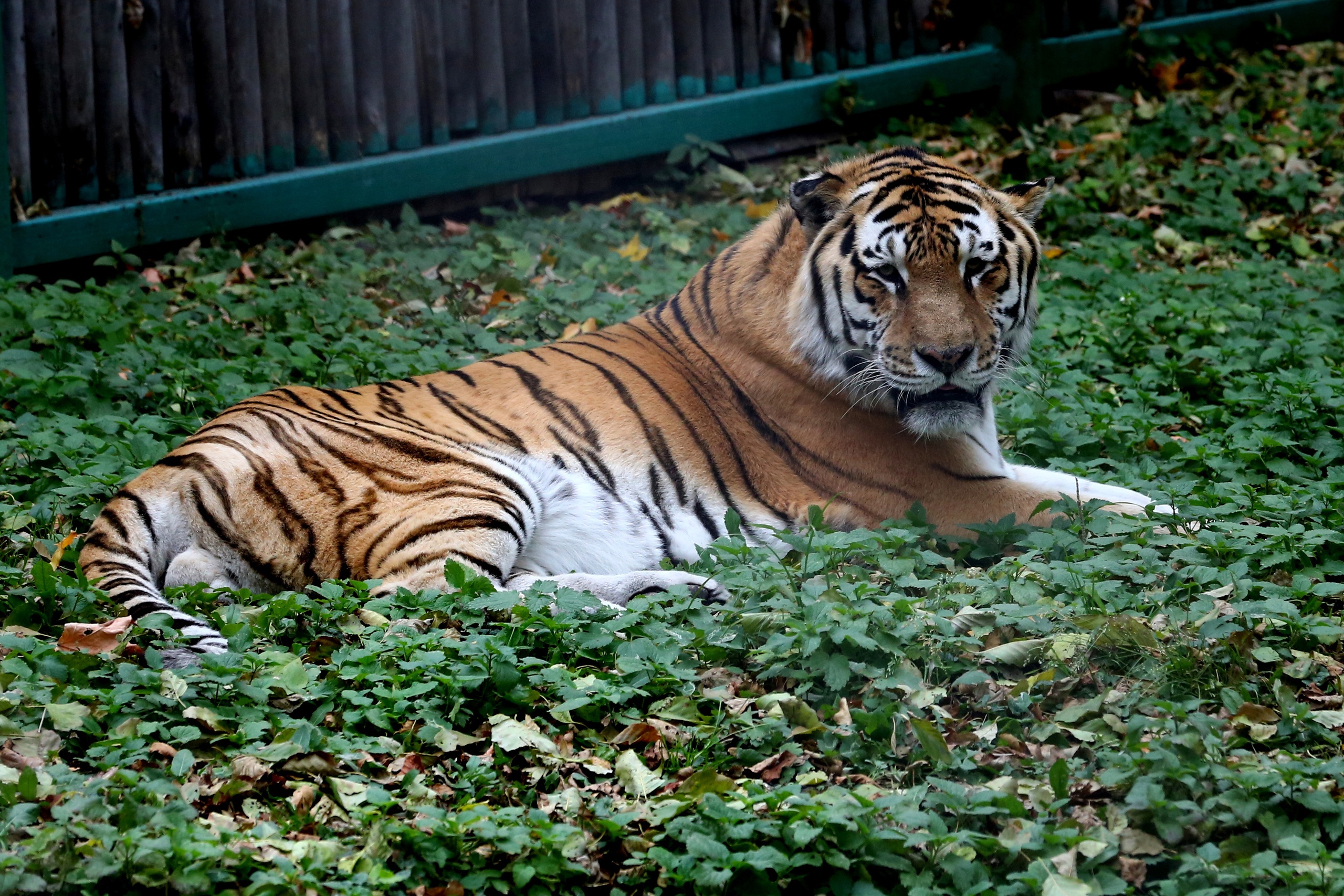 В пензенском зоопарке после болезни скончался тигр Самур