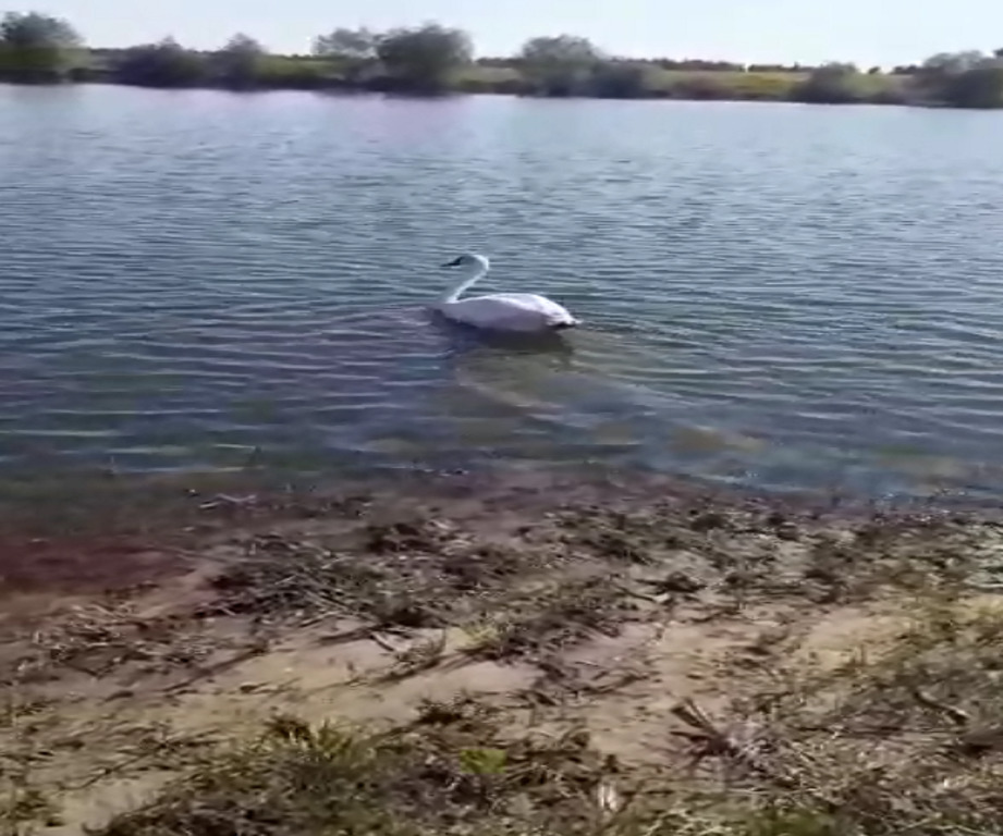 Житель Пензенской области спас лебедя от нападения выдры
