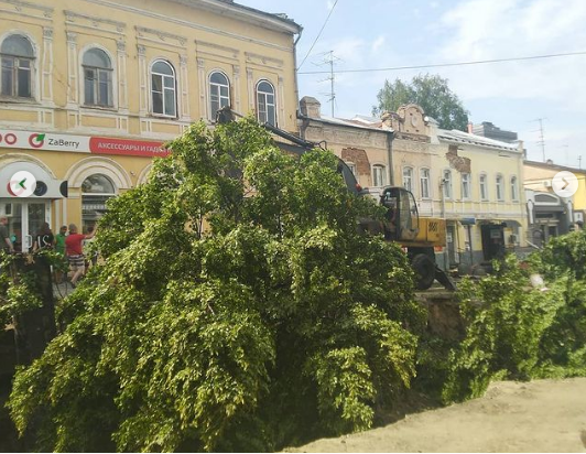 Пензенцы пожаловались мэру и губернатору на подрядчиков, спиливших липы на Московской