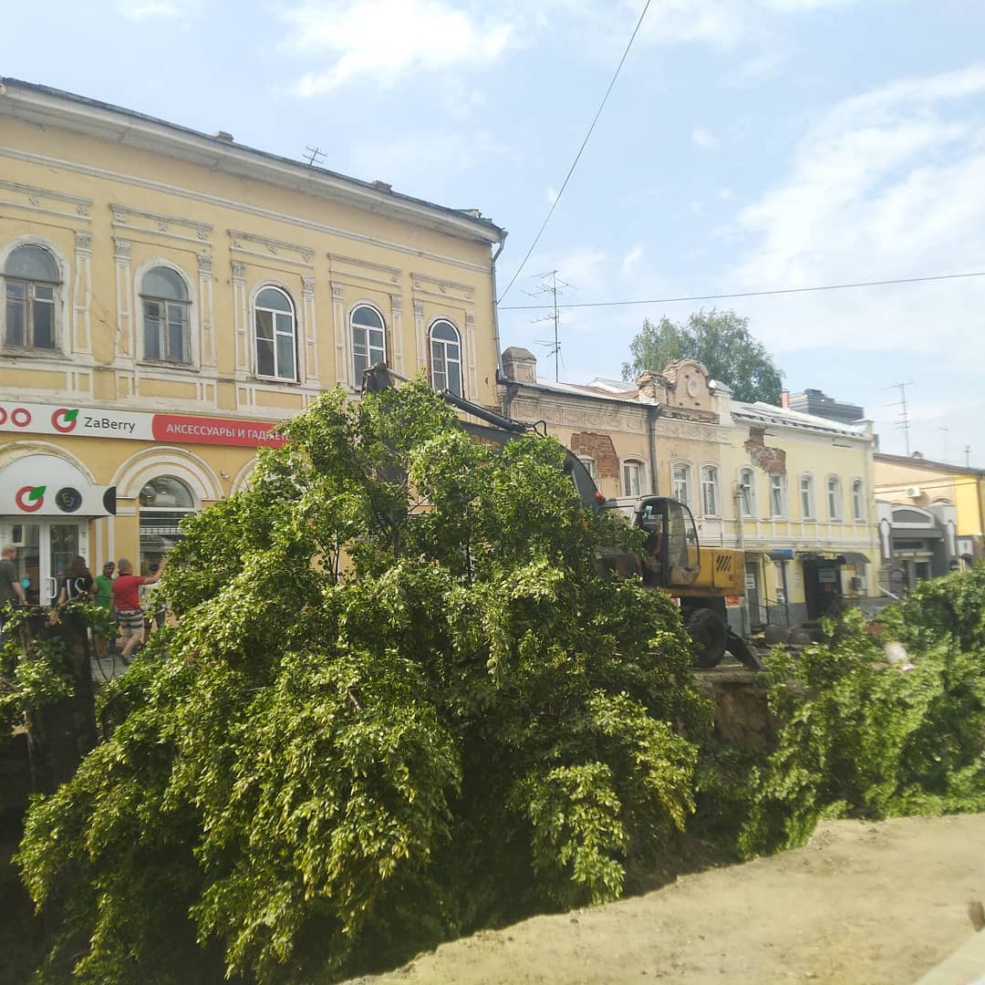 Липовая история: вырубку деревьев на улице Московской признали незаконной