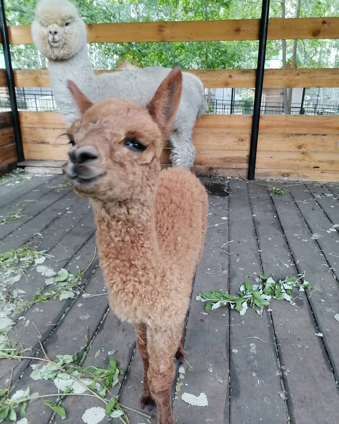 Пензенцы выбрали имя для малыша альпаки