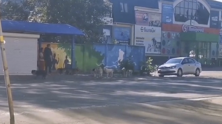 Жители Сердобска вынуждены прятаться по углам от своры собак