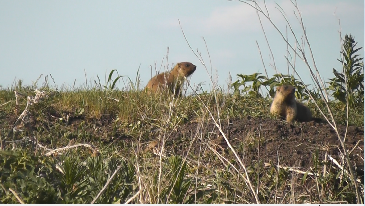 В Пензенской области нашли новое поселение степного сурка