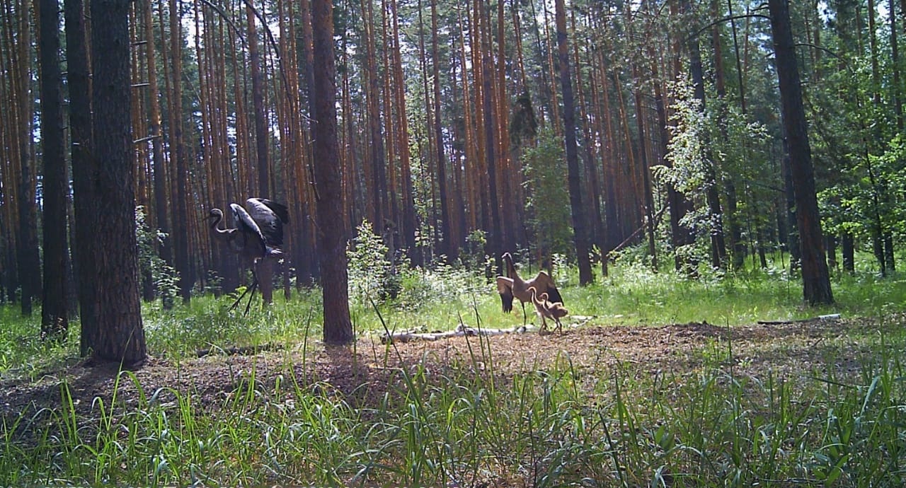 В Пензенской области насчитали около 50 пар серого журавля