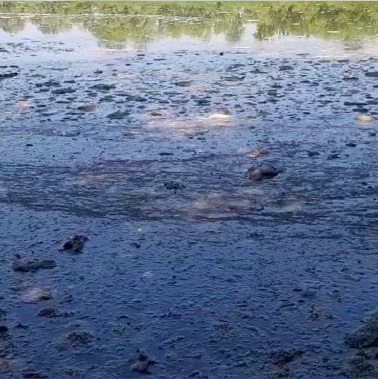 В Пензе реку в районе Маяка затянуло пленкой. Умирает рыба