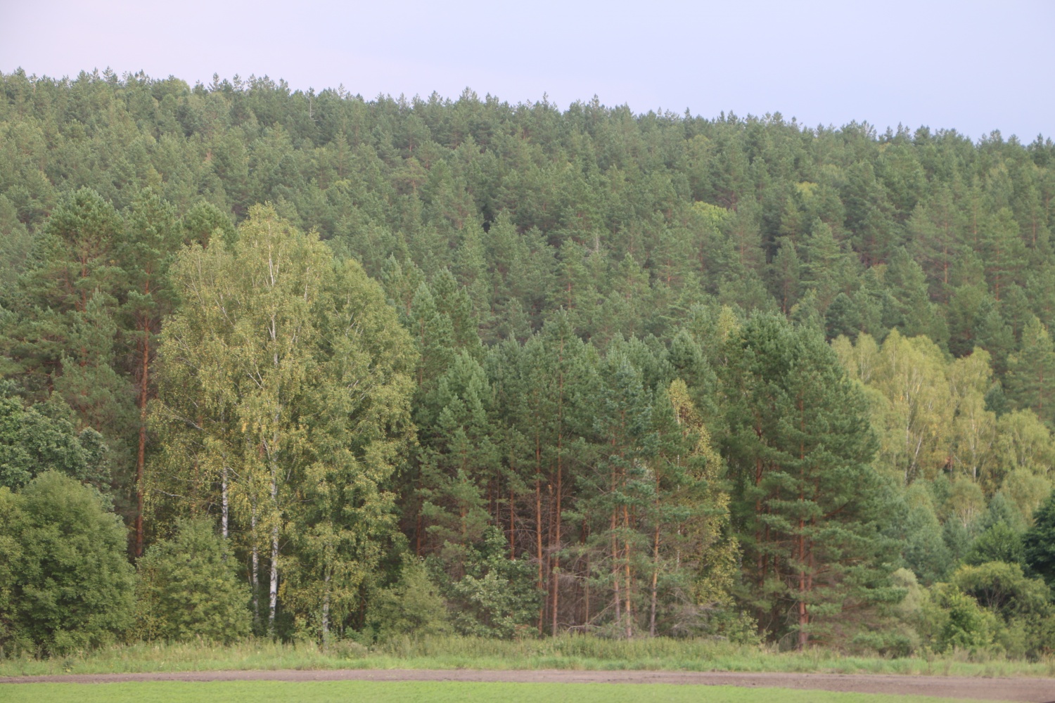 Износ более 100%: новому главе пензенского Минлесхоза пожаловались на технику